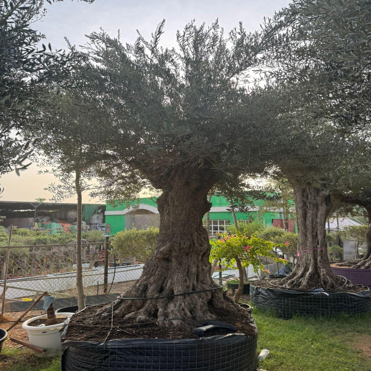 Giant olive Tree 3 m in Minimalist White Ceramic Pot - PlantsPro UAE