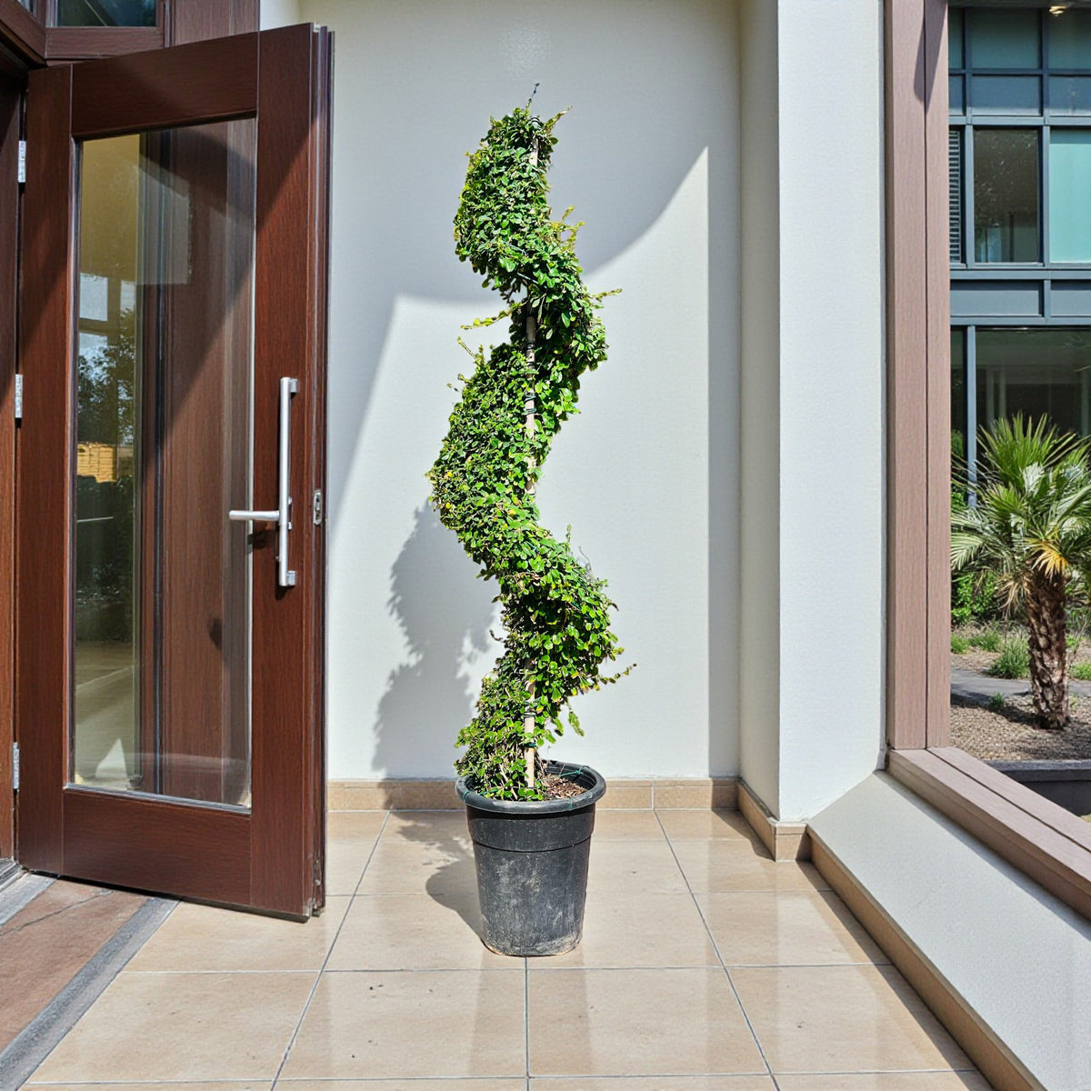 Ehretia Microphylla – Spiral Shape – Fukien Tea Tree in Minimalist White Ceramic Pot - PlantsPro UAE