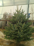 Fresh Christmas Tree - Nordmann in Minimalist White Ceramic Pot - PlantsPro UAE