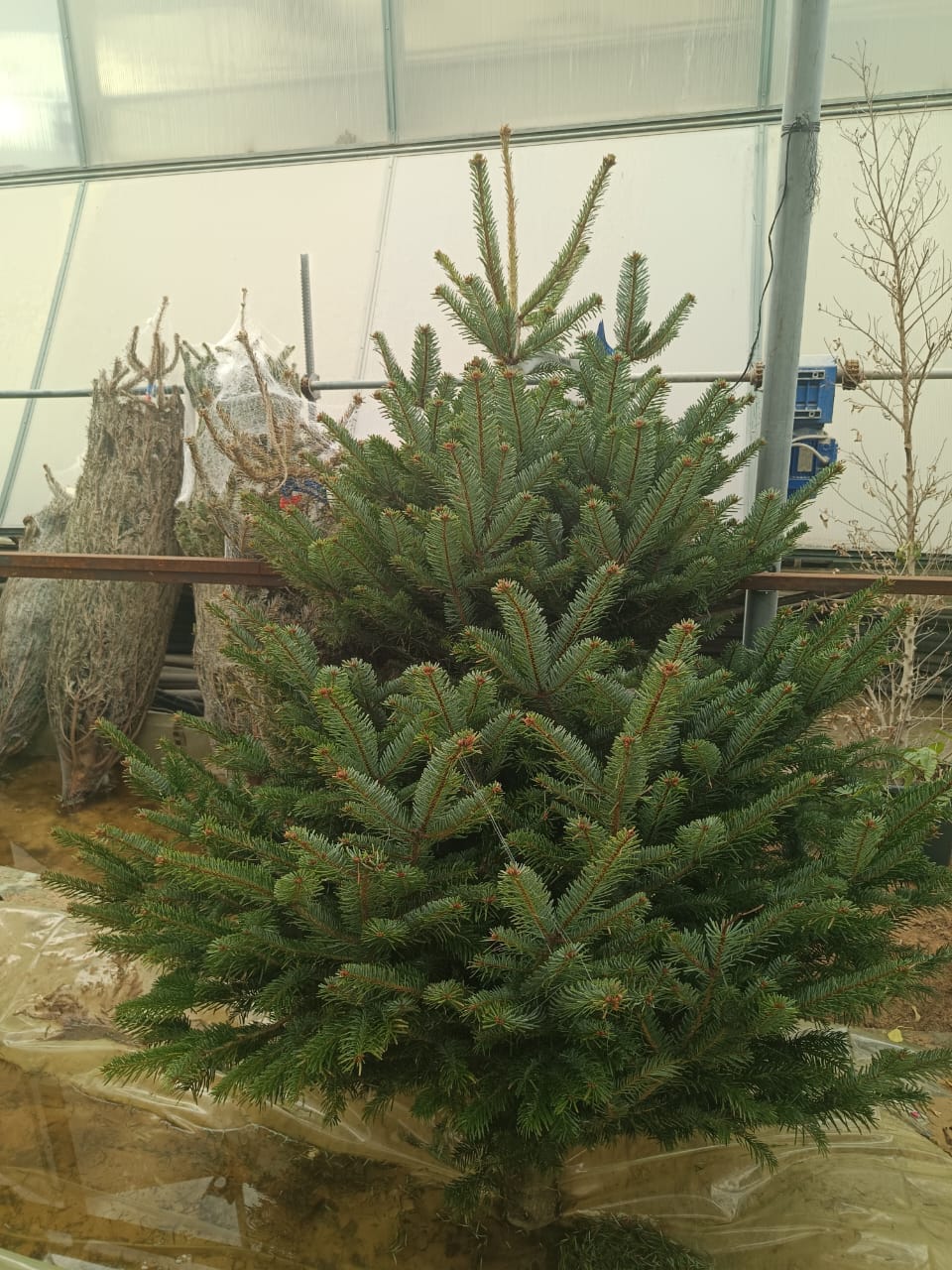 Fresh Christmas Tree - Nordmann in Minimalist White Ceramic Pot - PlantsPro UAE