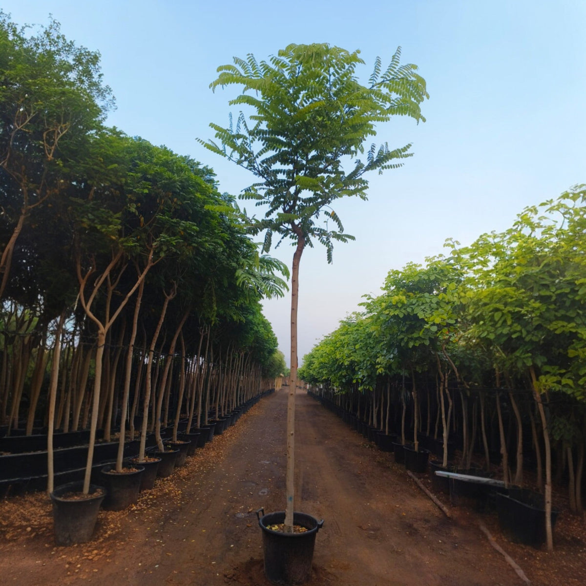 Cassia Javanica in Minimalist White Ceramic Pot - PlantsPro UAE