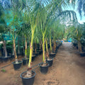 Roystonea regia – Royal Palm in Minimalist White Ceramic Pot - PlantsPro UAE