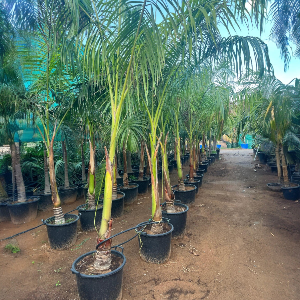 Roystonea regia – Royal Palm in Minimalist White Ceramic Pot - PlantsPro UAE