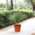 Yucca rostrata – Beaked Yucca in Minimalist White Ceramic Pot - PlantsPro UAE