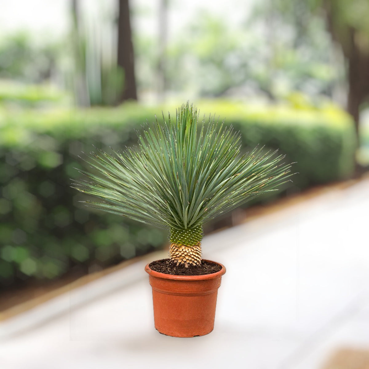 Yucca rostrata – Beaked Yucca in Minimalist White Ceramic Pot - PlantsPro UAE