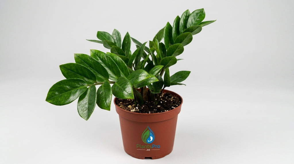 ZZ Plant - Zamioculcas Zamiifolia