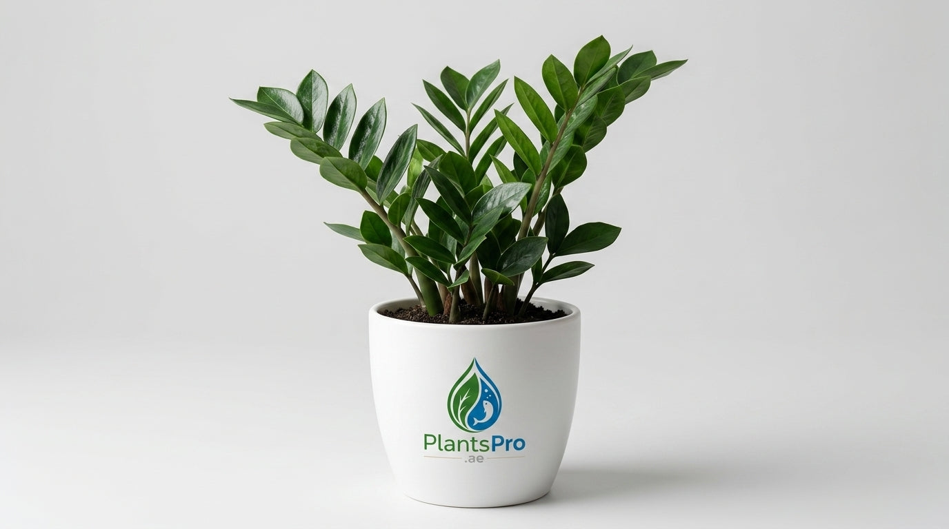 ZZ Plant - Zamioculcas Zamiifolia