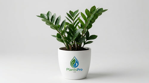 ZZ Plant - Zamioculcas Zamiifolia