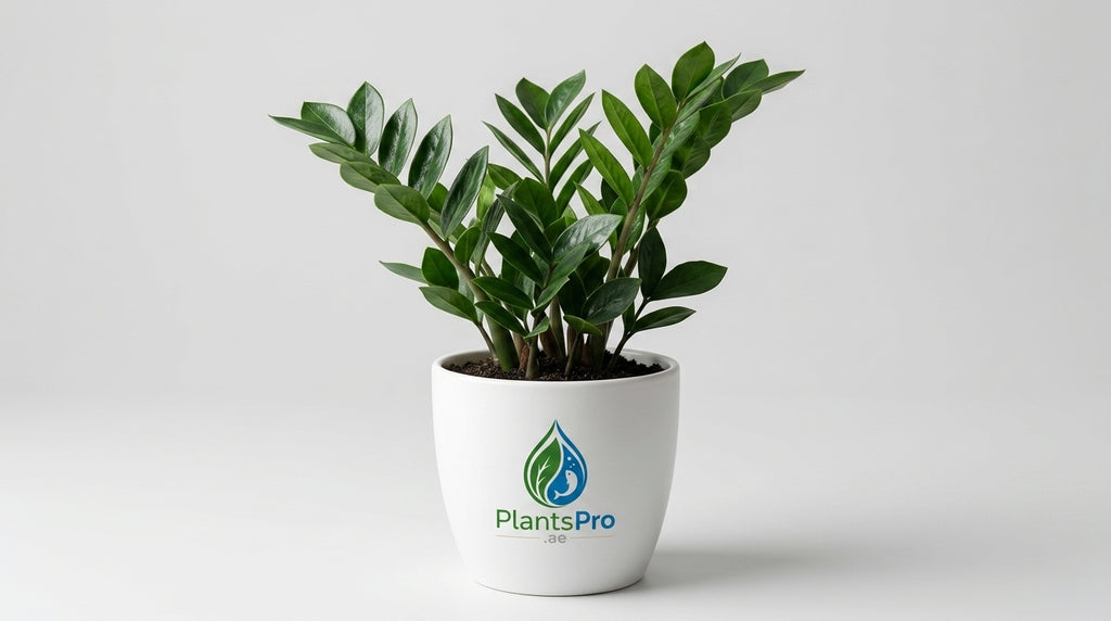 ZZ Plant - Zamioculcas Zamiifolia