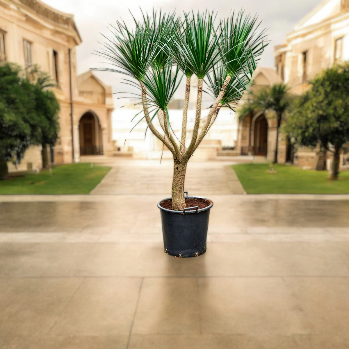 Dracaena Draco - Black Pearl in Minimalist White Ceramic Pot - PlantsPro UAE